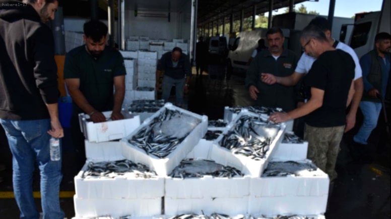 Hamsi Fiyatları Dip Yaptı! Vatandaşlar Tezgahlara Akın Etti