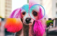 Google’dan Yapay Zeka Hamlesi: Gemini ile AI Görseller Anında Tespit Ediliyor!