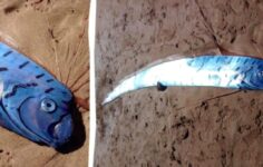 Kıyamet Balığı Panik Yarattı: Dev Kürek Balığı Avustralya Sahiline Vurdu!