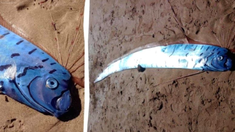 Kıyamet Balığı Panik Yarattı: Dev Kürek Balığı Avustralya Sahiline Vurdu!