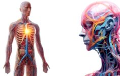 Yavaşlayan Lenf Sistemi Beyin Sağlığınızı Nasıl Tehdit Ediyor?