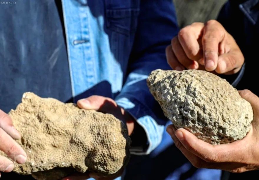 Bingöl'de Şaşırtıcı Keşif: 50 Milyon Yıllık Deniz Canlısı Fosilleri Bulundu!