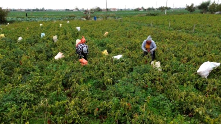 Acı Biber Tarlasında Görme Kaybı Şoku: Çiftçiler Kör Oldu!