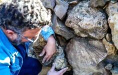 Bingöl’de Şaşırtıcı Keşif: 50 Milyon Yıllık Deniz Canlısı Fosilleri Bulundu!