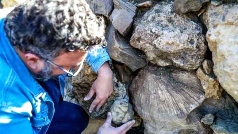 Bingöl’de Şaşırtıcı Keşif: 50 Milyon Yıllık Deniz Canlısı Fosilleri Bulundu!