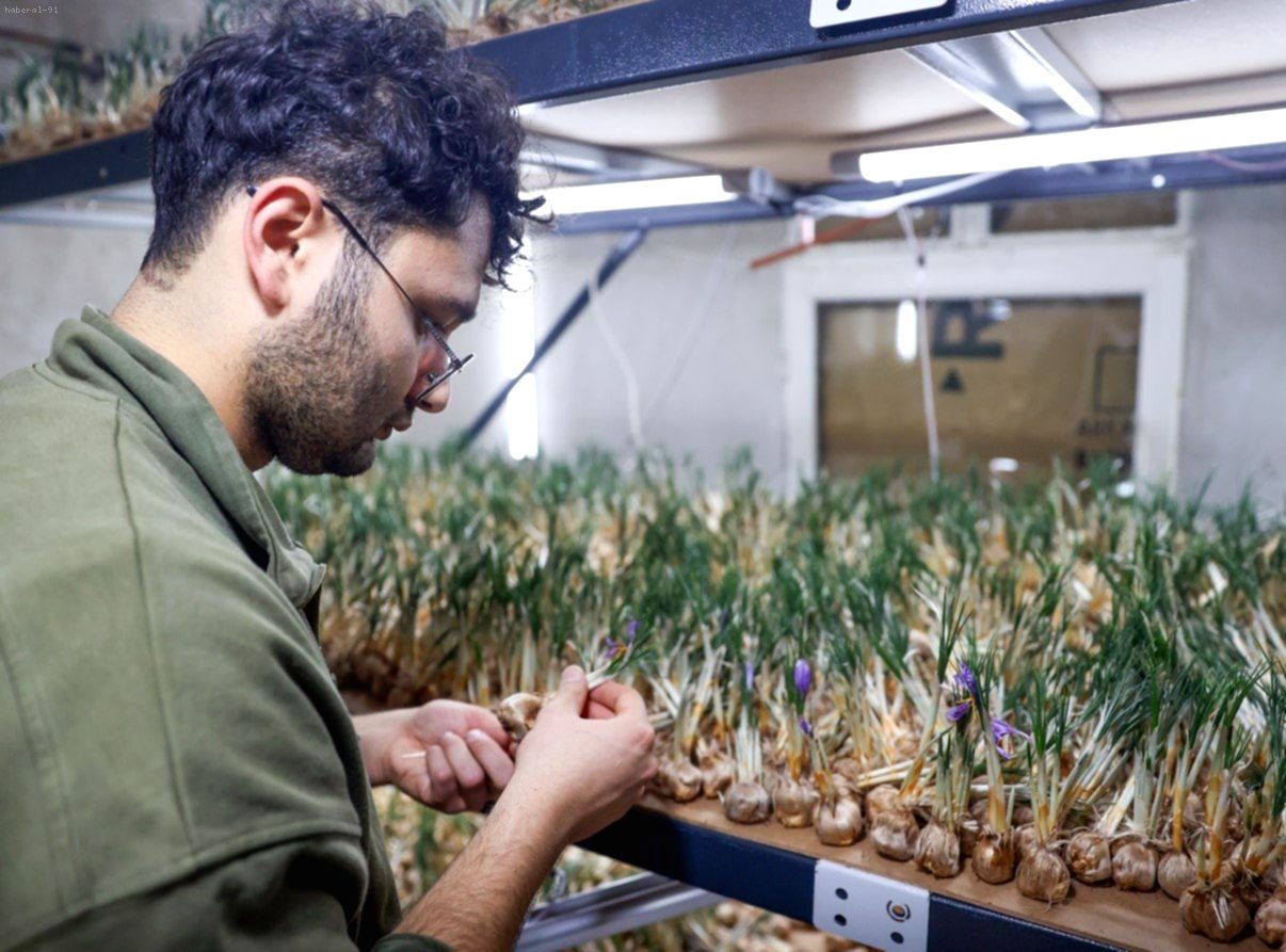 5 Kiloluk Safranla Büyükşehirde Ev Almak Mümkün: 14 m²'de Topraksız Tarım Mucizesi