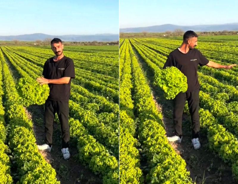 'Satarsam Şerefsizim' Çıkışı Pahalıya Patladı: Marul Fiyatlarına İsyan Eden Çiftçi Stokçulukla Suçlanıyor!