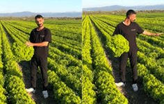 ‘Satarsam Şerefsizim’ Çıkışı Pahalıya Patladı: Marul Fiyatlarına İsyan Eden Çiftçi Stokçulukla Suçlanıyor!