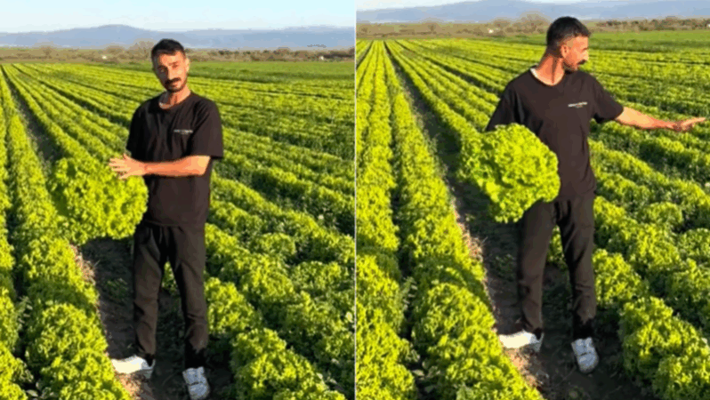 ‘Satarsam Şerefsizim’ Çıkışı Pahalıya Patladı: Marul Fiyatlarına İsyan Eden Çiftçi Stokçulukla Suçlanıyor!