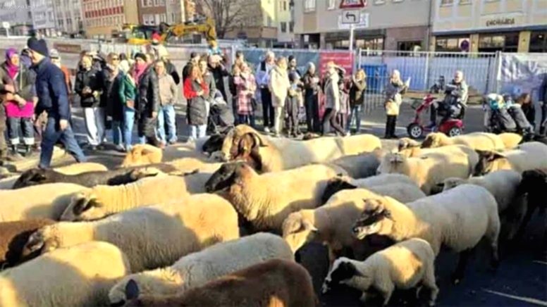 Almanya’da Koyunlar Şehri İstila Etti: Binlerce Kişi Bu İlginç Göçü İzledi!