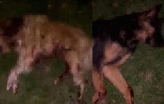 Samsun’da Vicdanları Yaralayan Olay! 9 Köpek Kurşunlanarak Çöp Kutusuna Atıldı