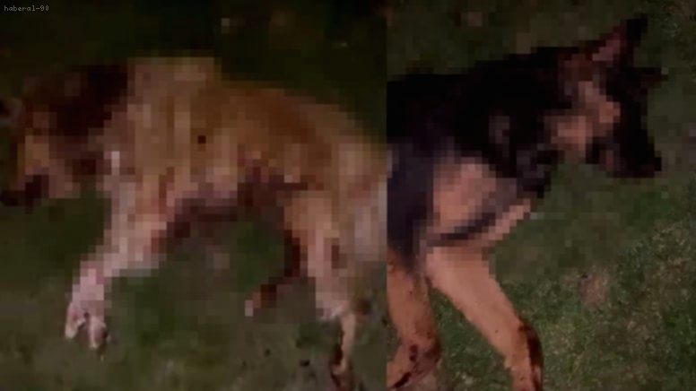 Samsun’da Vicdanları Yaralayan Olay! 9 Köpek Kurşunlanarak Çöp Kutusuna Atıldı