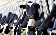 İktidarın Tarım Politikası Üreticiyi Zor Durumda Bırakıyor: İthalat Kapıları Yabancıya Açılıyor