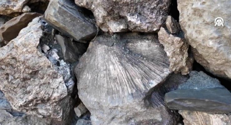 Bingöl'de Şaşırtıcı Keşif: 50 Milyon Yıllık Deniz Canlısı Fosilleri Bulundu!