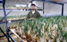 5 Kiloluk Safranla Büyükşehirde Ev Almak Mümkün: 14 m²’de Topraksız Tarım Mucizesi