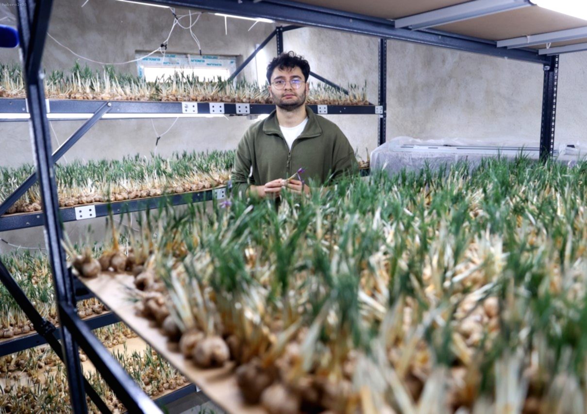 5 Kiloluk Safranla Büyükşehirde Ev Almak Mümkün: 14 m²’de Topraksız Tarım Mucizesi