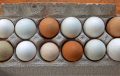 Horoz Yumurtası Mı? En Sağlıklı Yumurta Sandığınızdan Farklı!