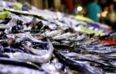 Osmaniye’de Uygun Fiyatlı Balıklar Rağbet Görüyor: Kırmızı Et Alamayan Balığa Yöneldi