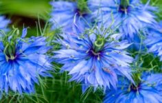 Firavun Altını Çörek Otu: Türk Sofralarının Vazgeçilmezi Kolesterolü Düşürüyor!