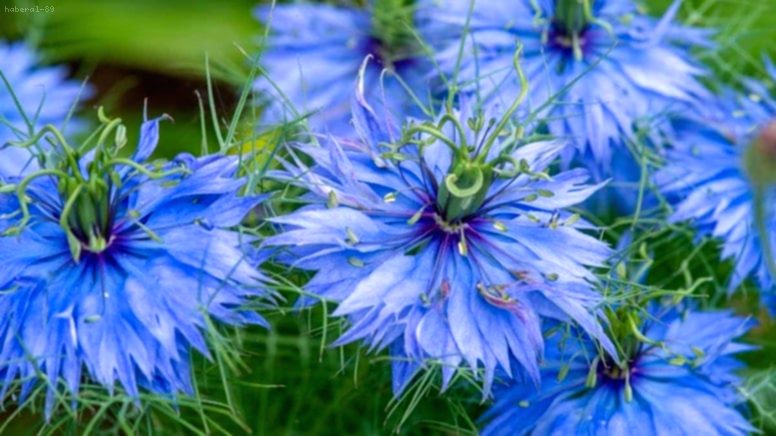 Firavun Altını Çörek Otu: Türk Sofralarının Vazgeçilmezi Kolesterolü Düşürüyor!