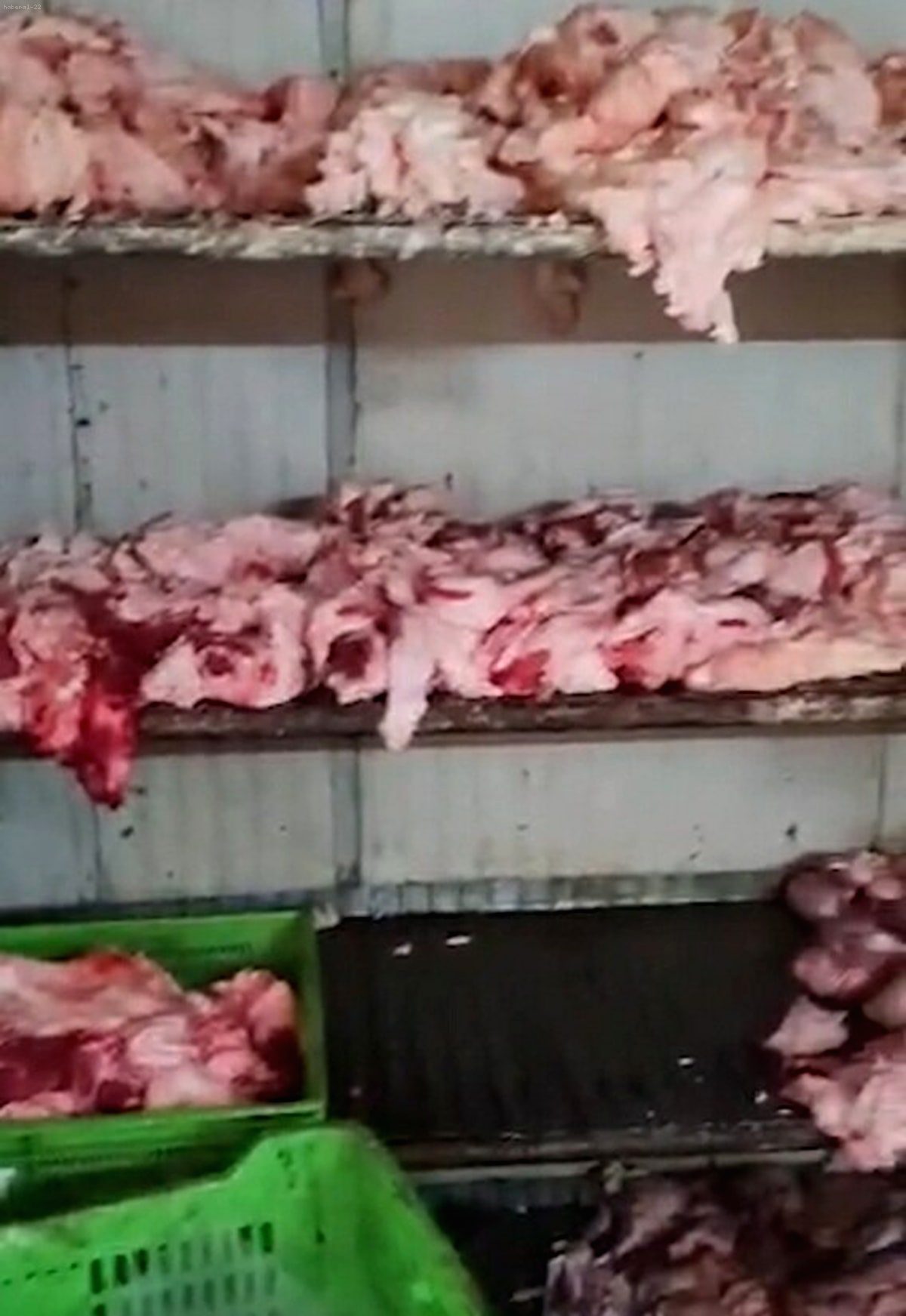 Çanakkale'de Mide Bulandıran Görüntüler: Halk Sağlığı Hiçe Sayıldı!