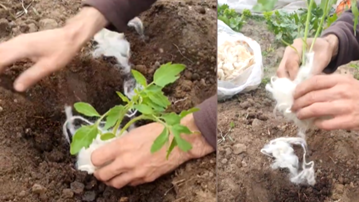 Kars'tan Sivas'a Uzanan Kadim Bilgelik: Fidan Köklerine Yün Sarmanın Sırrı