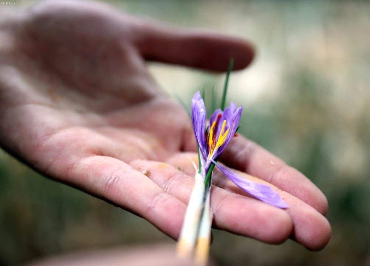 5 Kiloluk Safranla Büyükşehirde Ev Almak Mümkün: 14 m²'de Topraksız Tarım Mucizesi