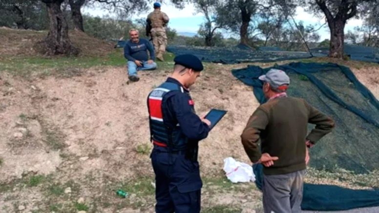 Zeytin Tarlalarında Nöbet: Eskiden Fakir Yemeğiydi, Şimdi Komandolar Koruyor