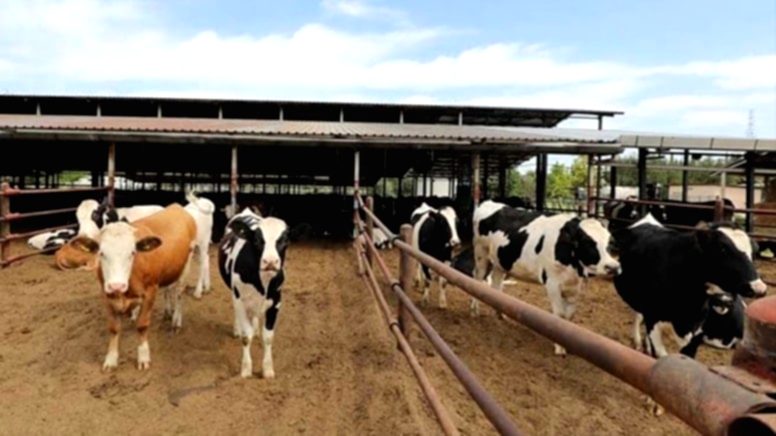 Hayvancılık Sektöründe Alarm Zilleri Çalıyor: Çiftçiler Hayvanlarını Kredi Kartına Satışa Çıkardı