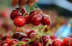 Japonya’da ‘2026’nın İlk Kirazı’ Rekor Fiyatla Satıldı: Kutu Fiyatına Lüks Otomobil!